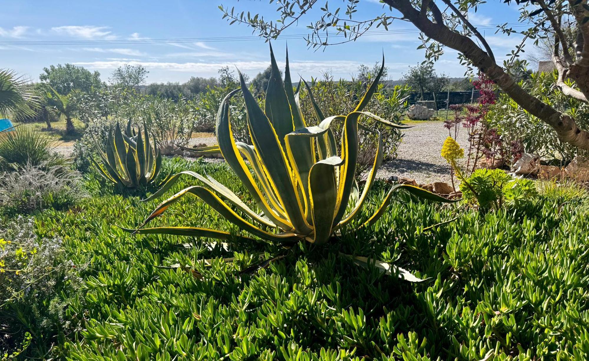 Finca Es Velar 桑坦伊 外观 照片